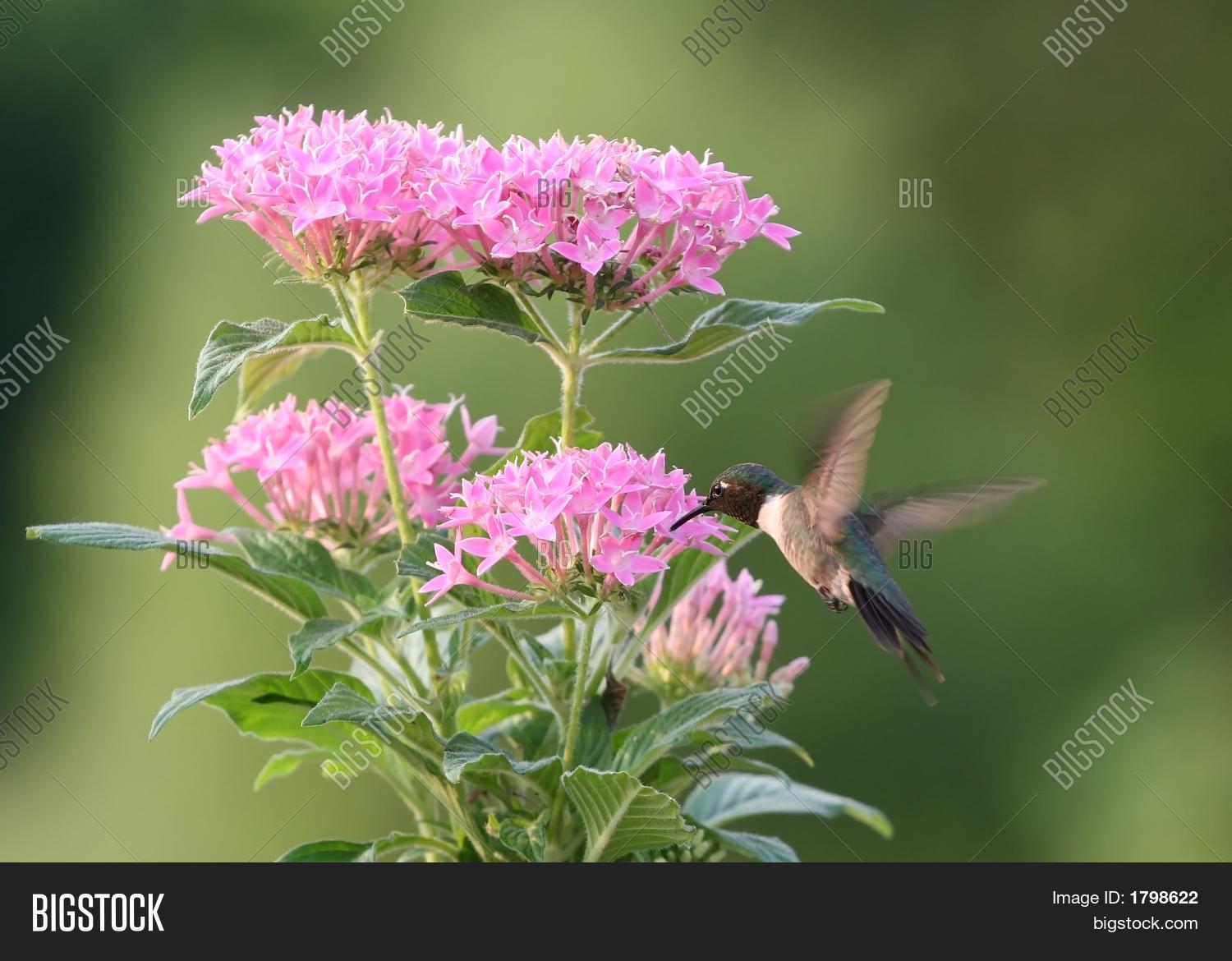Hummingbird On Penta Image & Photo (Free Trial) Bigstock