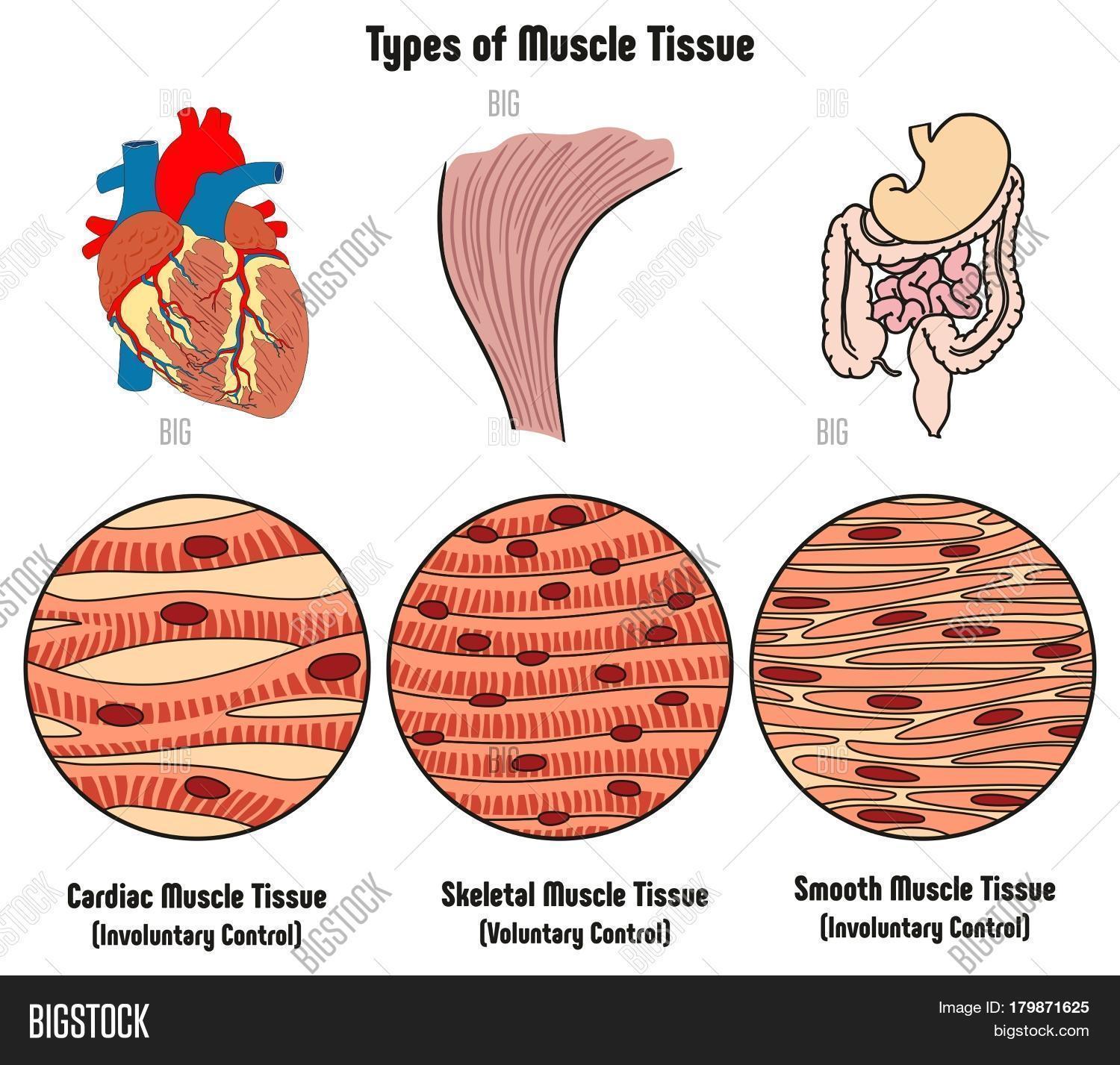 cardiac smooth and skeletal muscle