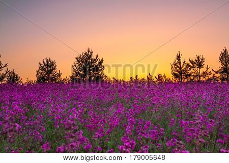 summer rural landscape with purple flowers on a meadow and sunset. blossoming field wildflowers on sunrise