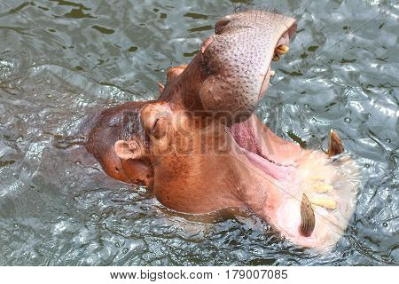 Head of a hippopotamus over the water with the mouth wide open