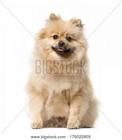 Keeshond sitting , isolated on white