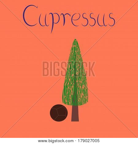 flat illustration on stylish background plant Cupressus