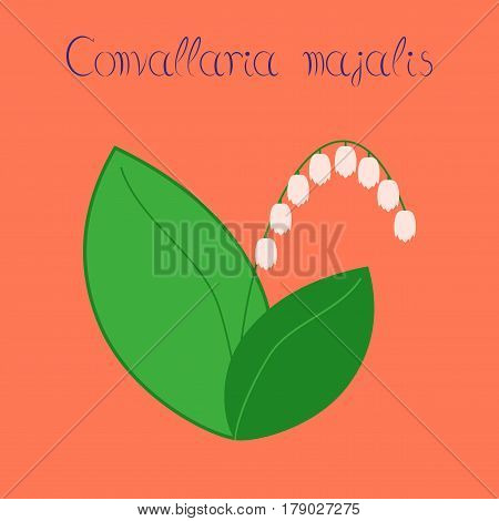 flat illustration on stylish background plant Convallaria