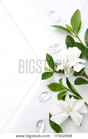 Fiori di Gardenia