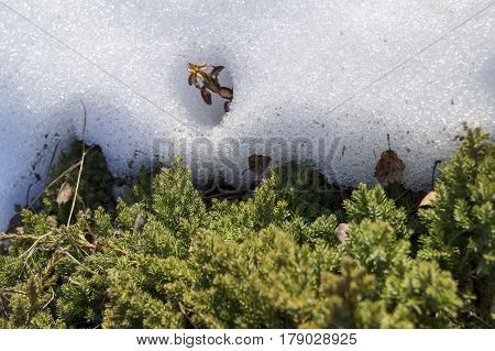Green Moss And White Snow, Spring And Sun, Natural Background