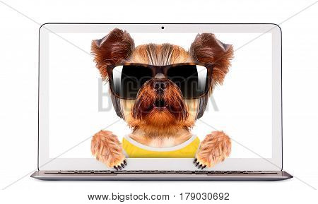 Funny dog wearing sunglasses sitring inside laptop. Network concept