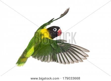 Yellow-collared lovebird flying, isolated on white