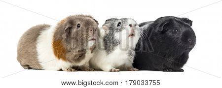 Three Guinea pigs, carvia porcellus, isolated on white