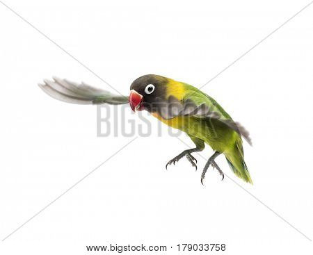 Yellow-collared lovebird flying, isolated on white