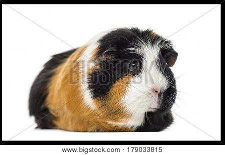 Guinea pig Cavia porcellus, isolated on white