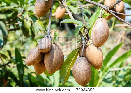 Sapodilla plant in garden grow well in Thailand