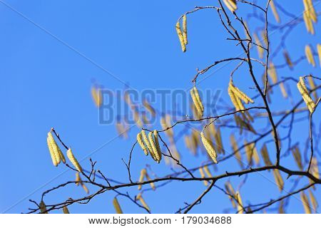 Close up of alder branch with earrings on blue spring sky. Shallow depth of field.