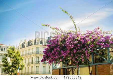 The blossoming Bougainvillea on the city and the blue sky background