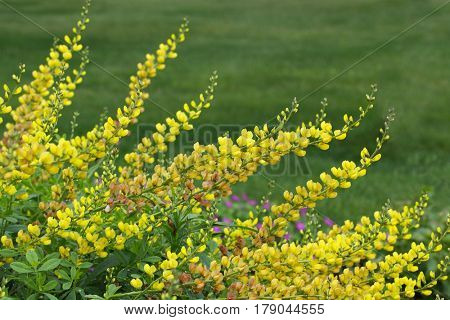 Yellow Baptisia  False Indigo Flower plant over green background