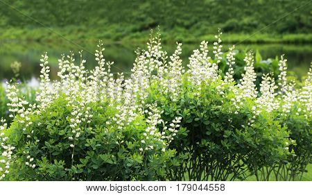 Baptisia alba False Indigo flower plant in a row by the lake