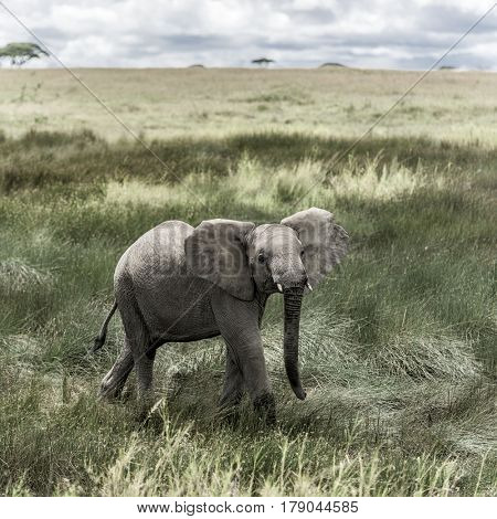 Elephant in Serengeti National Park