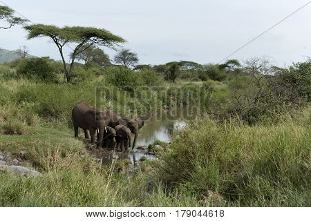 Elephants and calfs drinkink in watercourse in Serengeti National Park