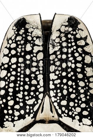 Close-up of a beetle-wings, Goliathus orientalis, isolated on white