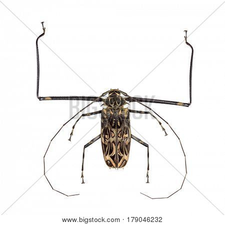 Beetle Acrocinus longimanus, isolated on white