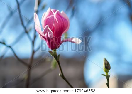 Beautiful pink Magnolia flower on the blurred background