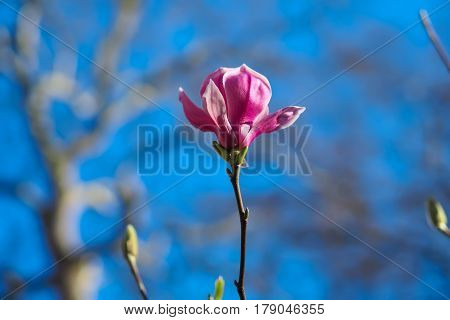 Beautiful pink Magnolia flower on the blurred background