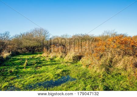 Colorful look at a wet dune area with bright orange berries of sea buckthorn bushes bare. It's a sunny day in the Dutch autumn season.