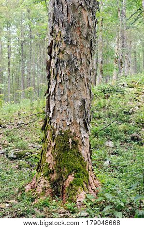 Trunk of a sycamore maple (Acer pseudoplatanus) shot in a broad-leaved ravine forest (Slovenia).