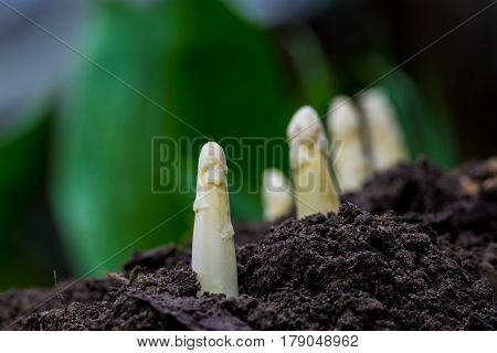 Young and fresh white asparagus - spring growth on cultivated fields organic farm in the Netherlands