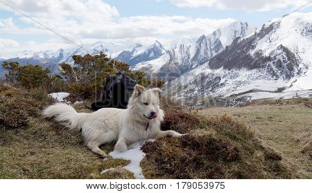 the beautiful Pyrenean Mountain dog, mountain background