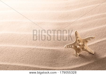 lonely sea star fish or starfish standing on the rippled beach sand. Starfish texture background with copy space.