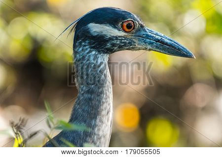 Head of the yellow crowned night heron (Nyctanassa violacea) in the wild, with green grass background