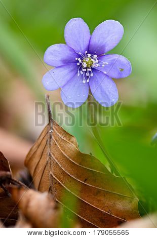 Blue spring wild flower, Hepatica nobilis in the pristine forest of Slovenia. A beautiful small wildflower macro. Liverleaf or liverwort is the name of these flowers.