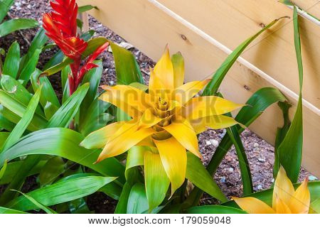 Closeup To Beautiful Yellow Bromeliad/ Livingvase/ Urn Plant/ Aechmea Fasciata/ Bromeliaceae