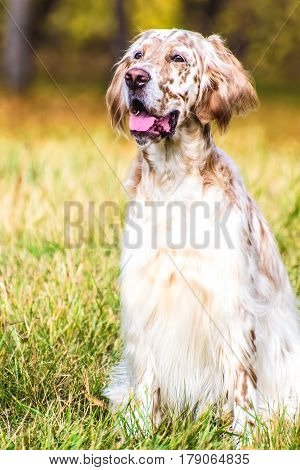 Beautiful dog sitting down - isolated over a white background