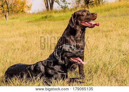 two dogs on the lawn relax in the fresh air