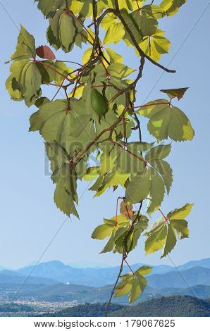 Parthenocissus leaves on blue sky with distant view of mountains