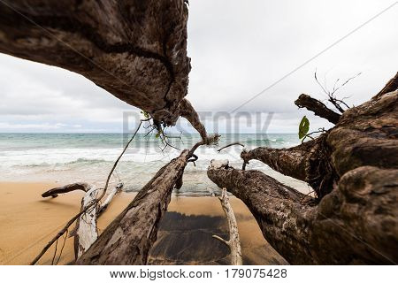 Fallen tree branches in beach Costa Rica