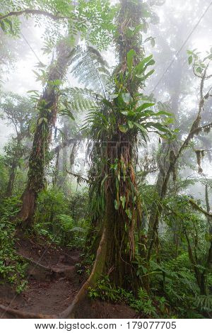 Lush foggy rainforest La Fortuna Costa Rica