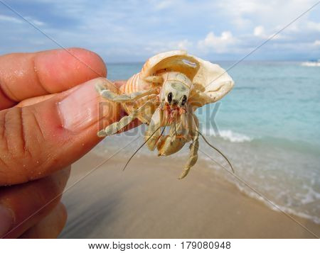 Catch Hermit crab (diogenes-crab) with beach background
