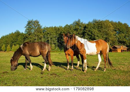 Horses Stallion with a penis on top and Mares in the pasture