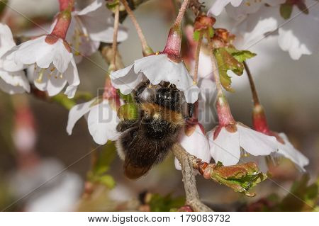 Ornamental cherry tree, Prunus incisa, Kojou-no-mai, flowers of springtime