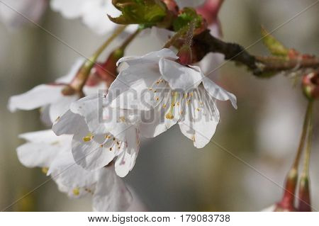 Ornamental cherry tree, Prunus incisa, Kojou-no-mai, flowers of springtime