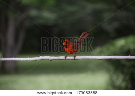 Cardinal Bird
