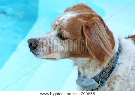 Pool hund