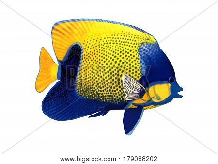3D Rendering Angelfish On White