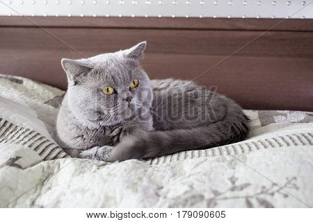 The tomcat on the bed is lying down. British Shorthair