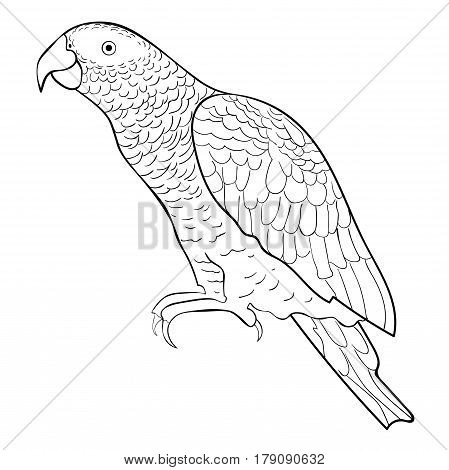 Coloring Jaco Parrot The Red-with Shadows Africa. Vector Illustration