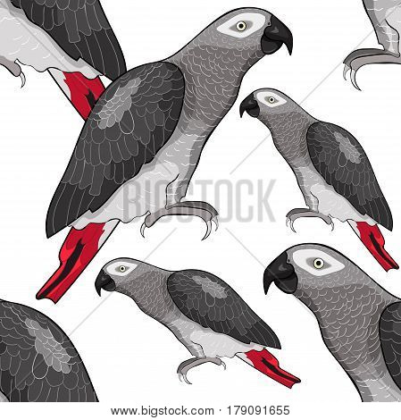 Seamless Pattern Jaco Parrot The Red-with Shadows Africa. Vector Illustration