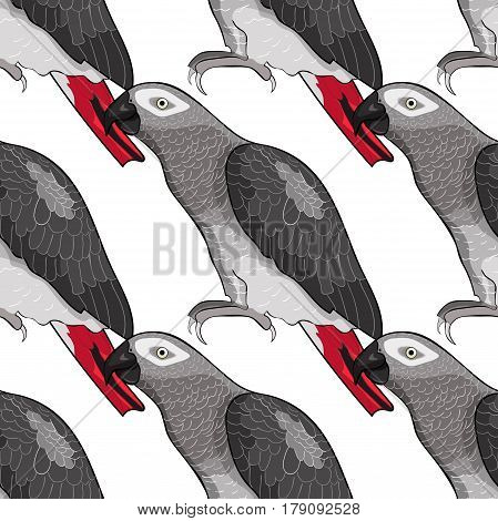 Seamless Pattern Jaco Parrot The Red-with Shadows Africa. Vector Illustration