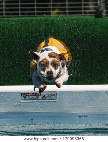 Dog in a swim vest diving into the pool at dock diving
